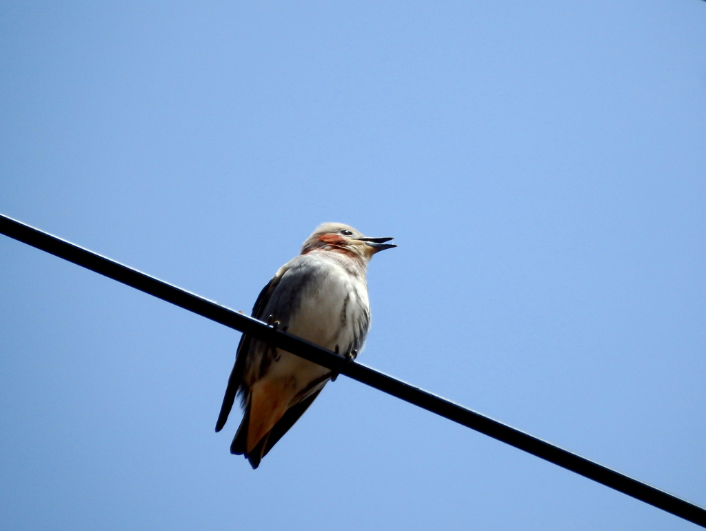 鳴くコムクっち