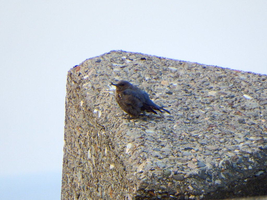 初見初撮り！イソヒヨドリ♀