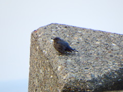 初見初撮り！イソヒヨドリ♀