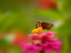 花セセリ＊＊…♪♬