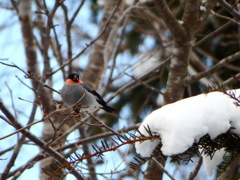 モミと鷽と雪と