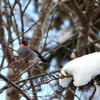 モミと鷽と雪と