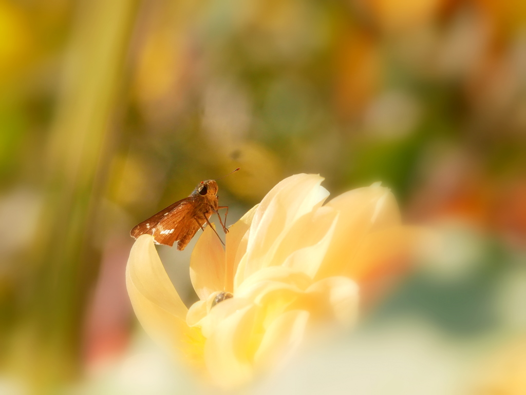 花と華の世界