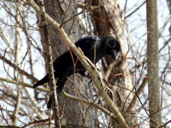 カラスの白目！