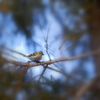soft focus
