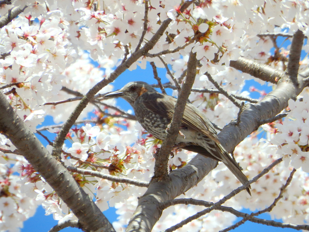 桜ヒヨ