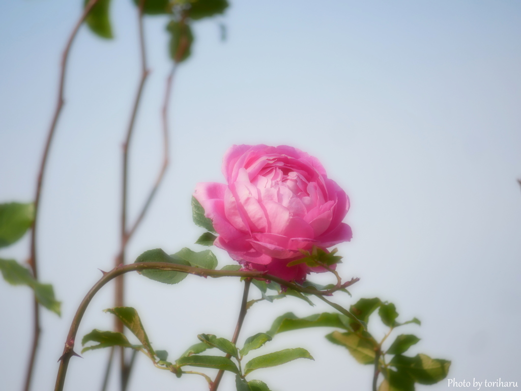 Rose...