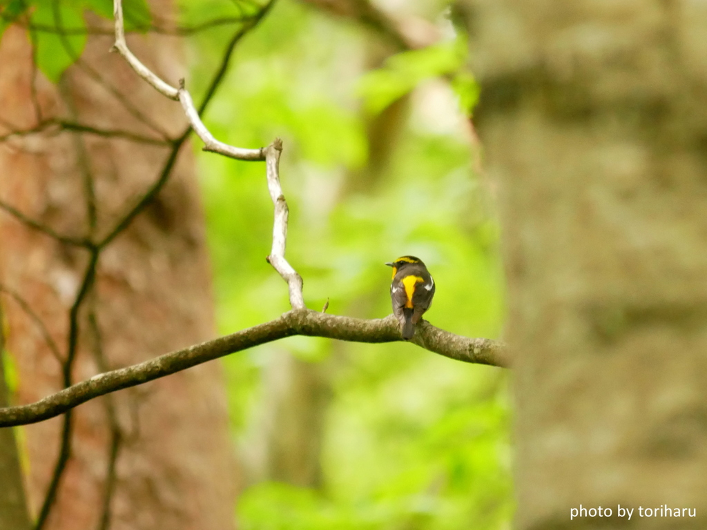 白樺とカラマツの間にyellow