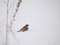 2018年、県内随一の珍鳥