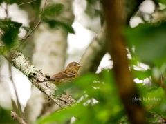 ノジコorアオジ♀