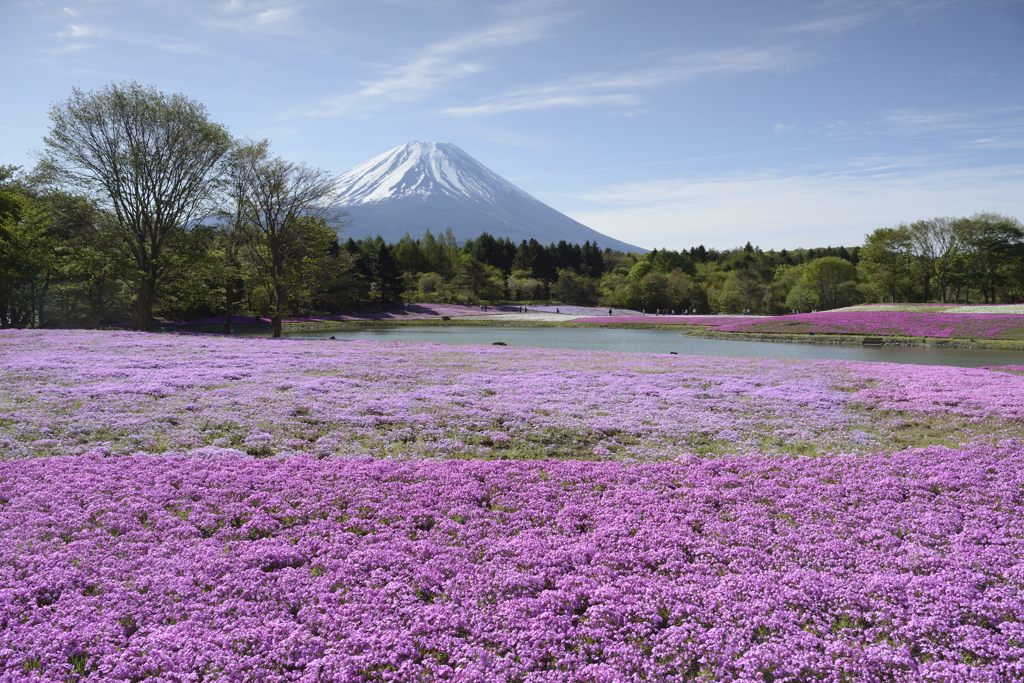 芝桜