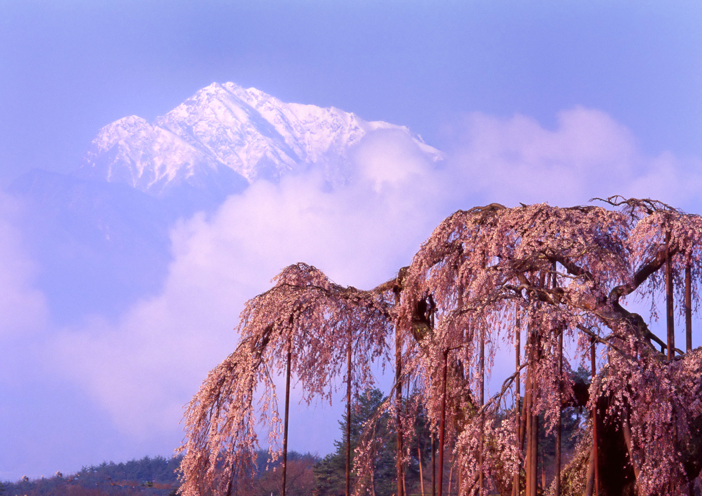 甲斐駒と桜