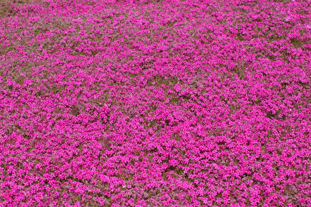 芝桜