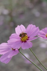 秋桜とミツバチ(？)