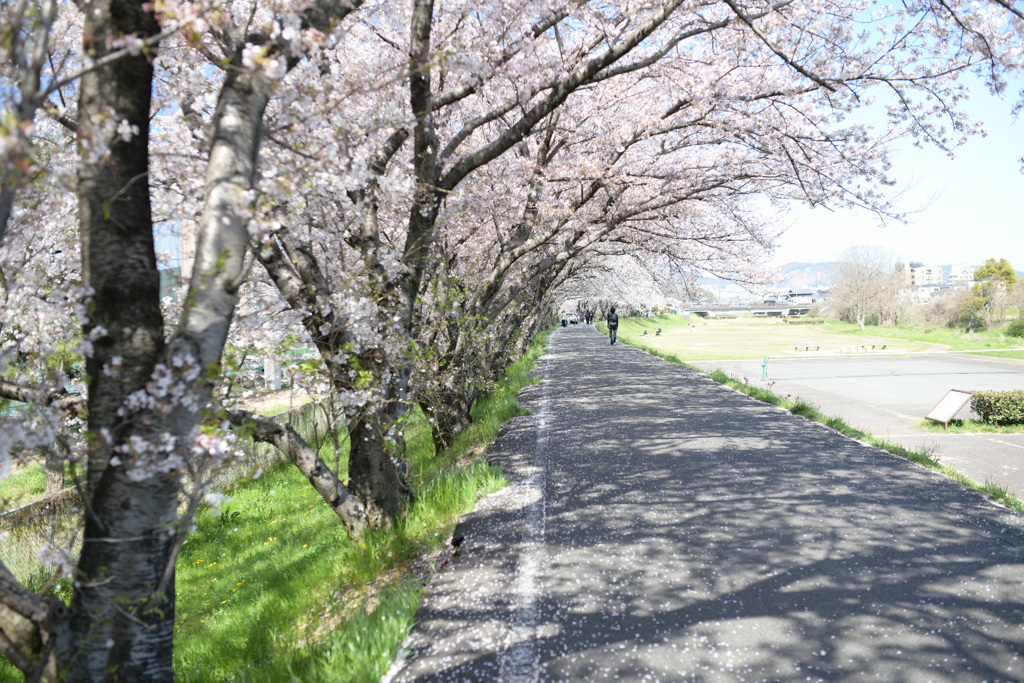 桜アーチ