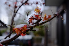 初雪