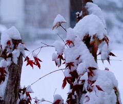 初雪①