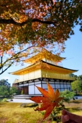 秋の金閣寺④