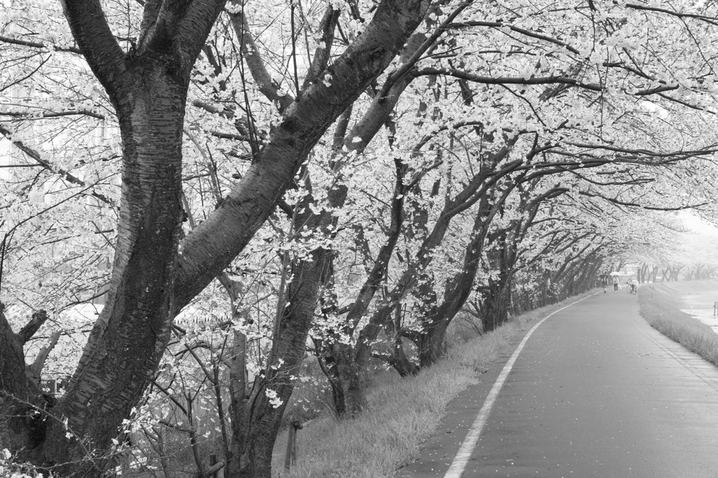 桜雨(2)
