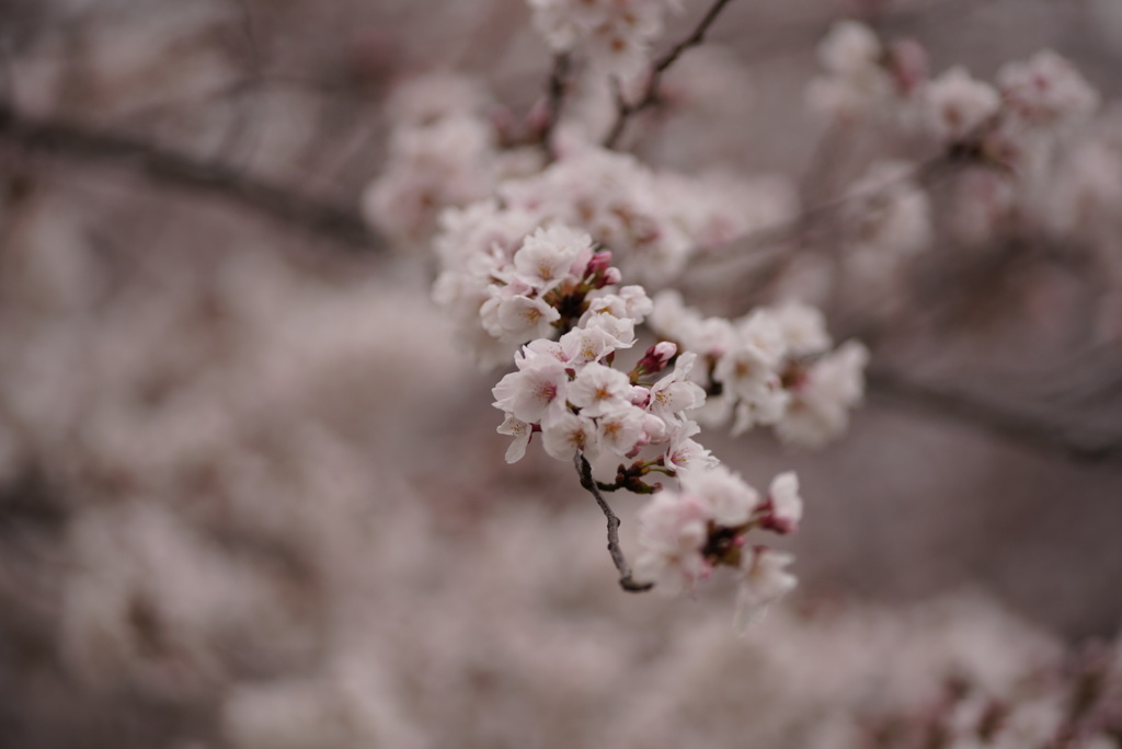 桜2020