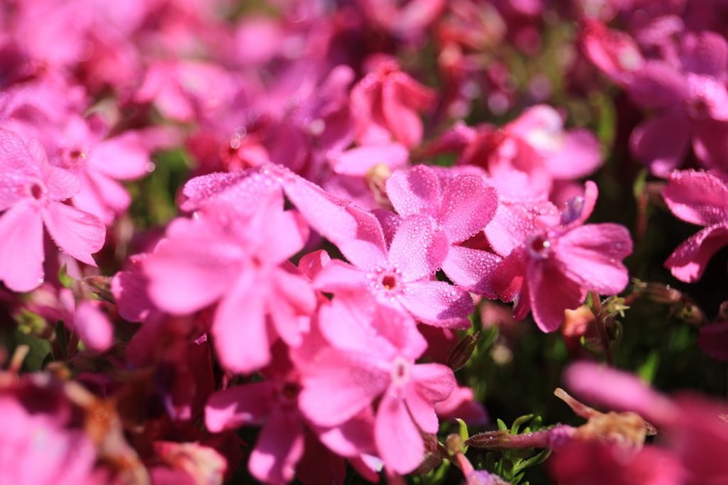 芝桜(春)2019