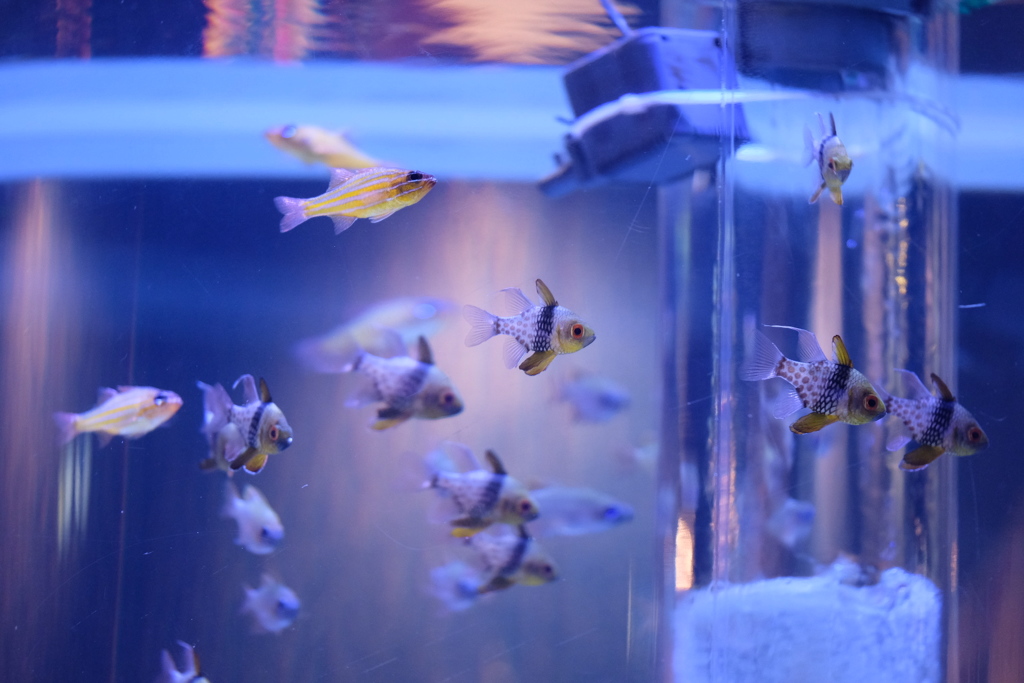 魚たち（1）