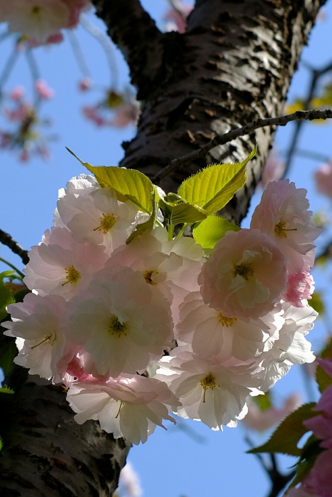 晴天