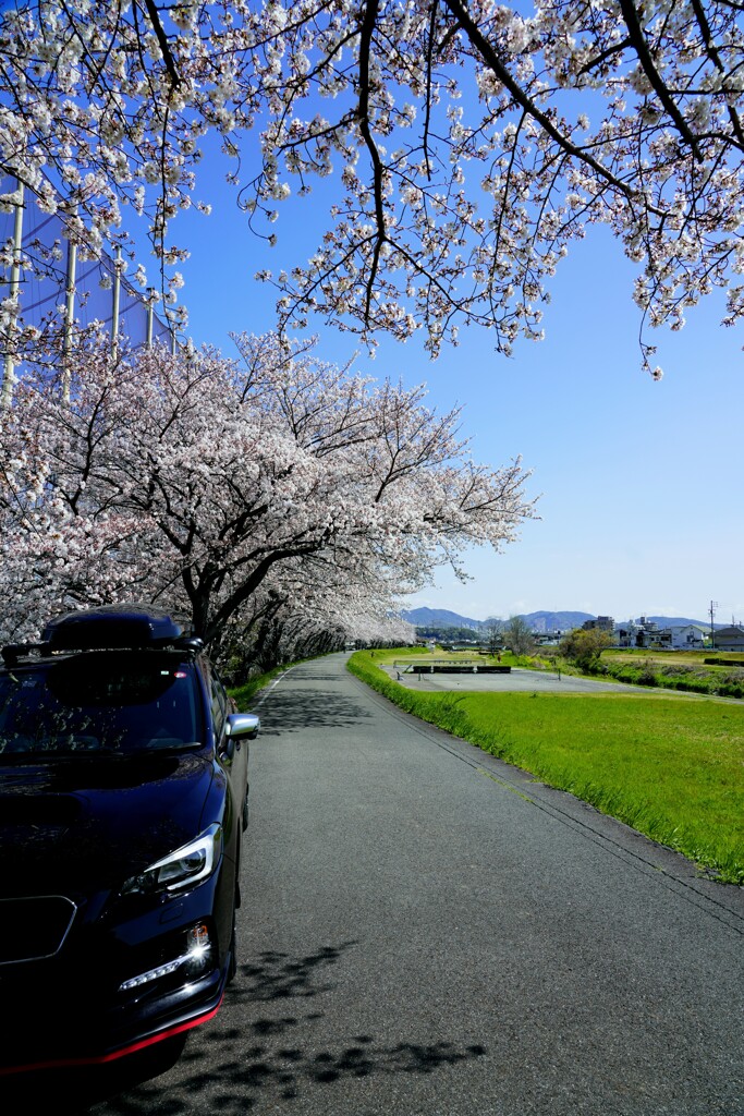 桜とLevo