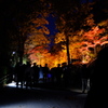 東山動植物園ライトアップ(3)