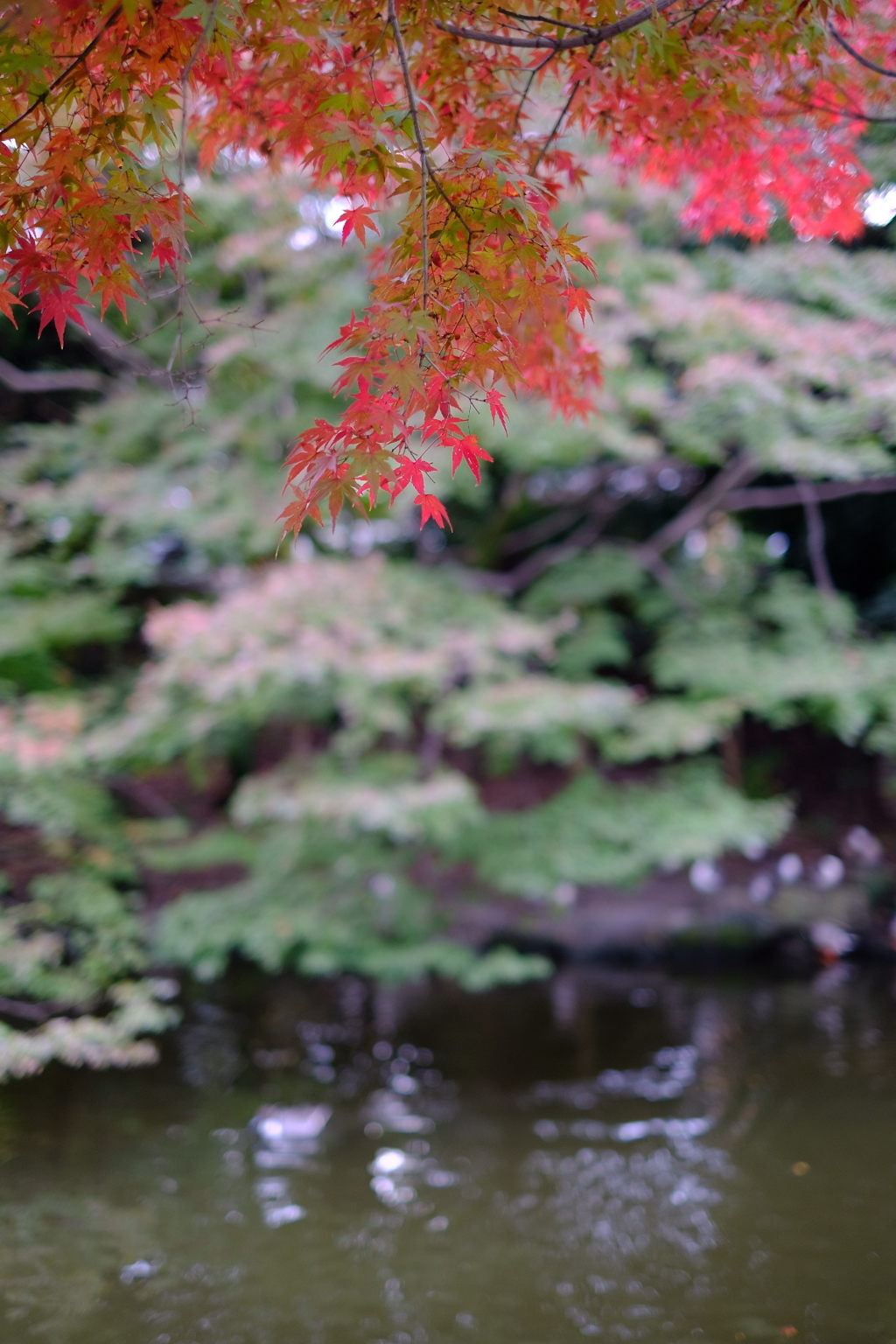 もみじ狩り（3）