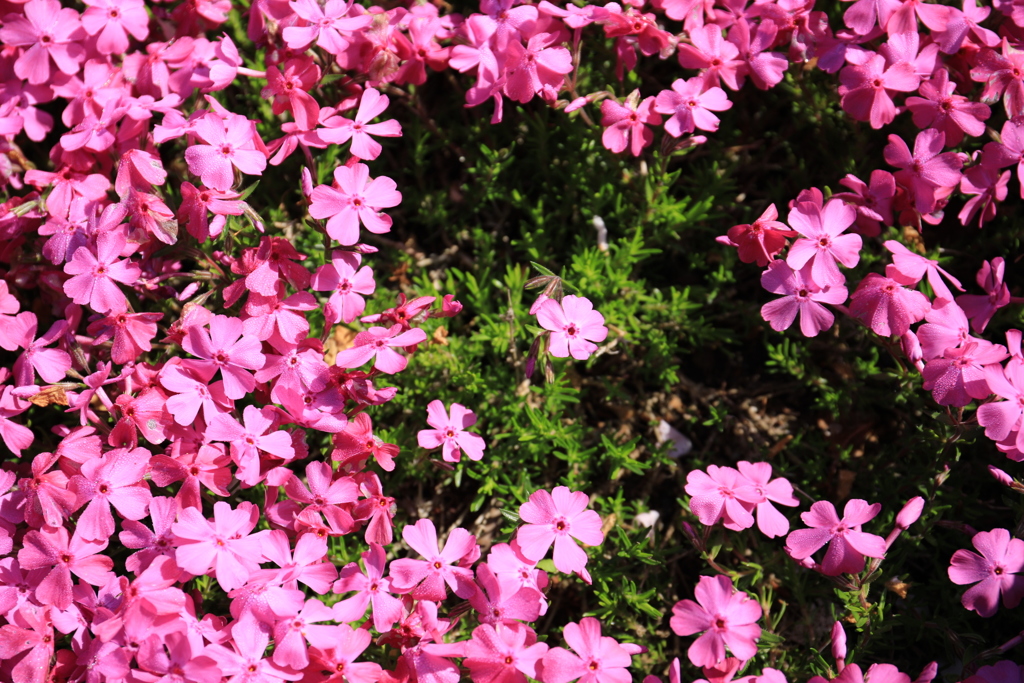 芝桜(春)その2