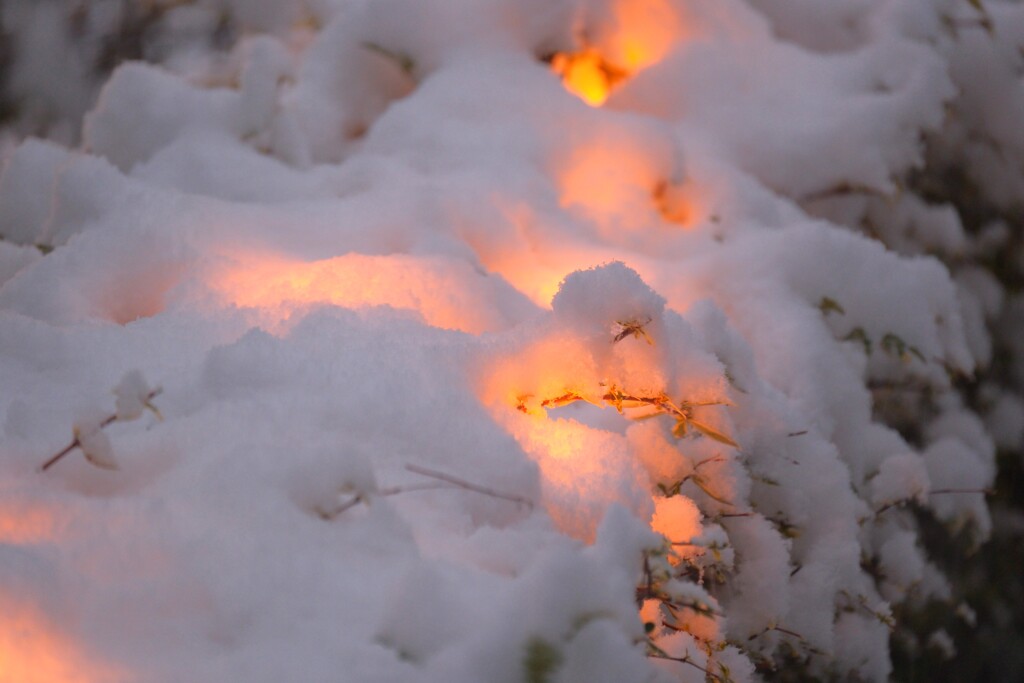 初雪②白金