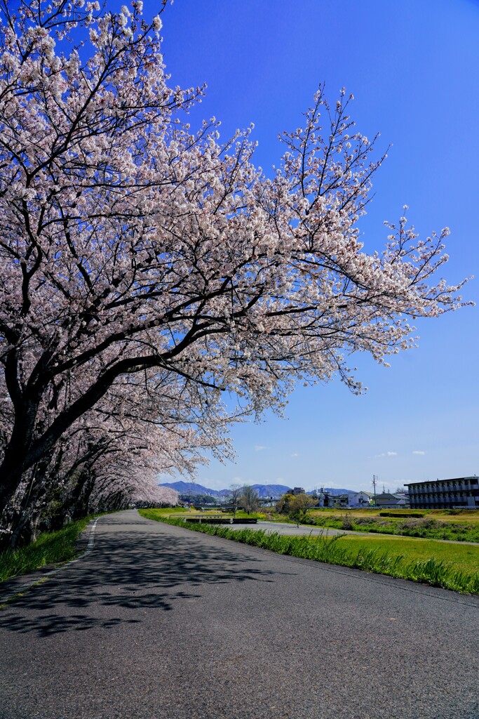桜2020⑥