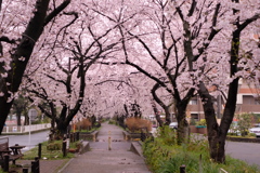 桜雨（3）