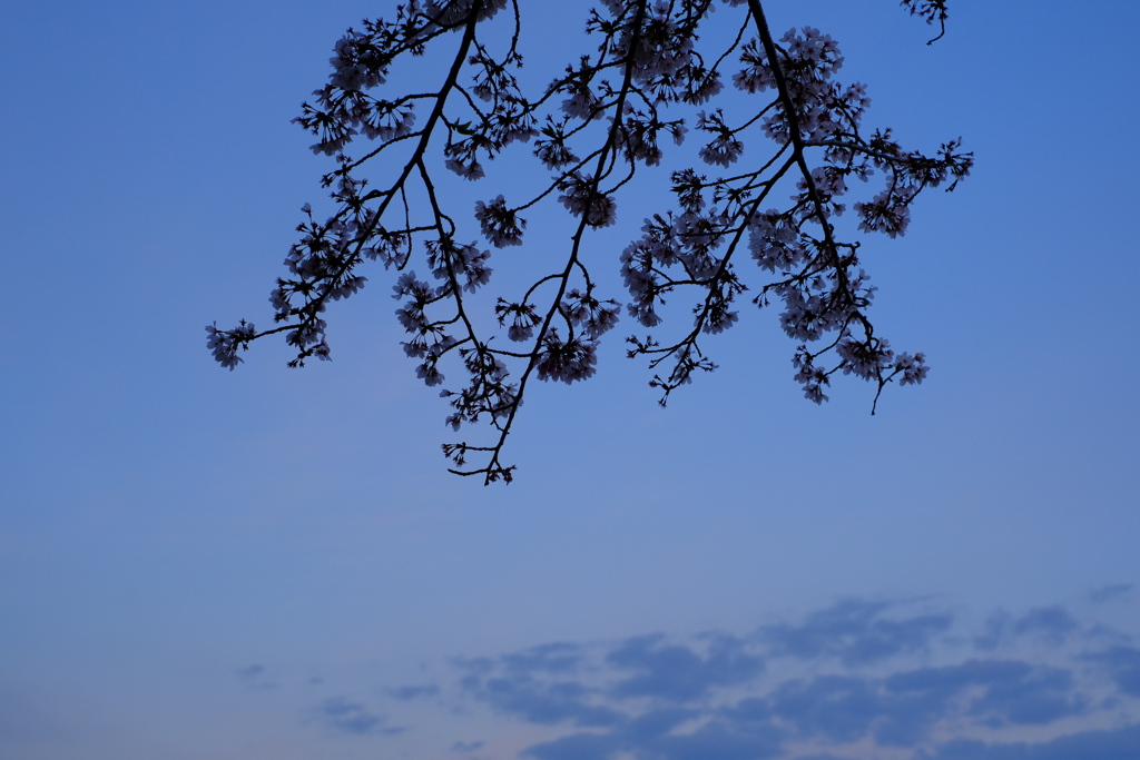 次の桜の季節には