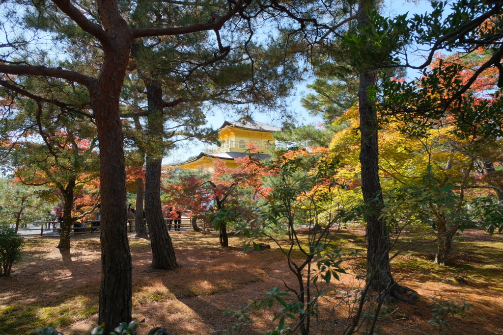 秋の金閣寺③
