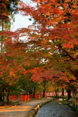 秋の上賀茂神社①
