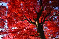 紅葉2024（紅い天井）