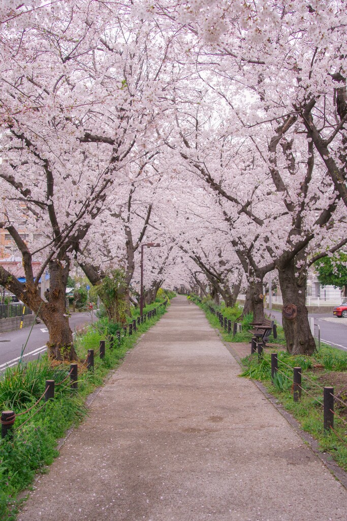 地元の桜スポット①