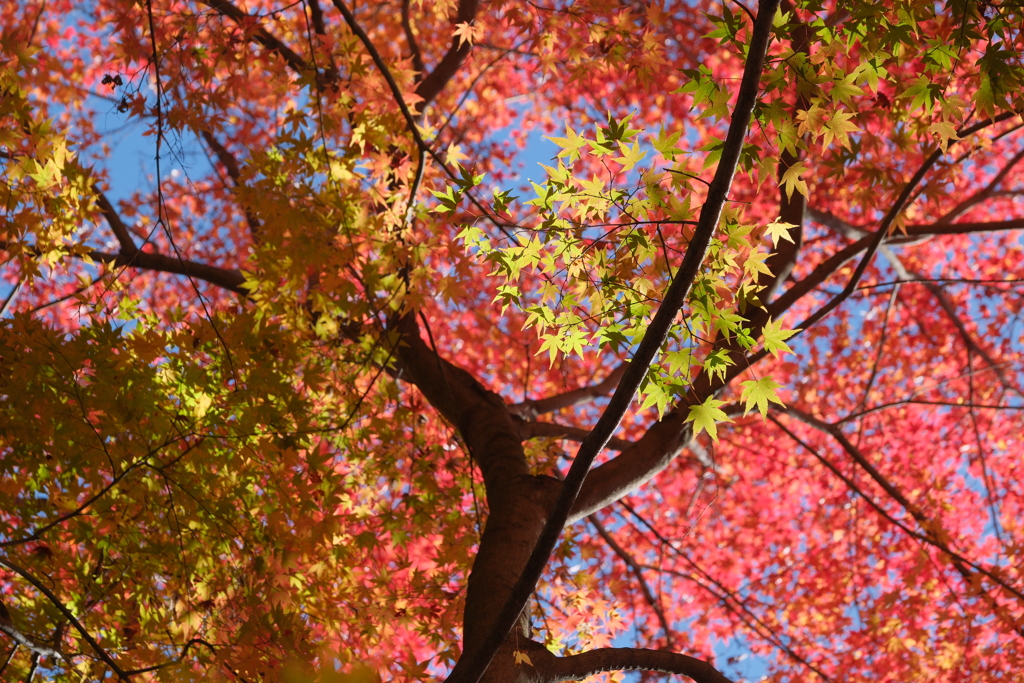 緑と紅のグラデーション①