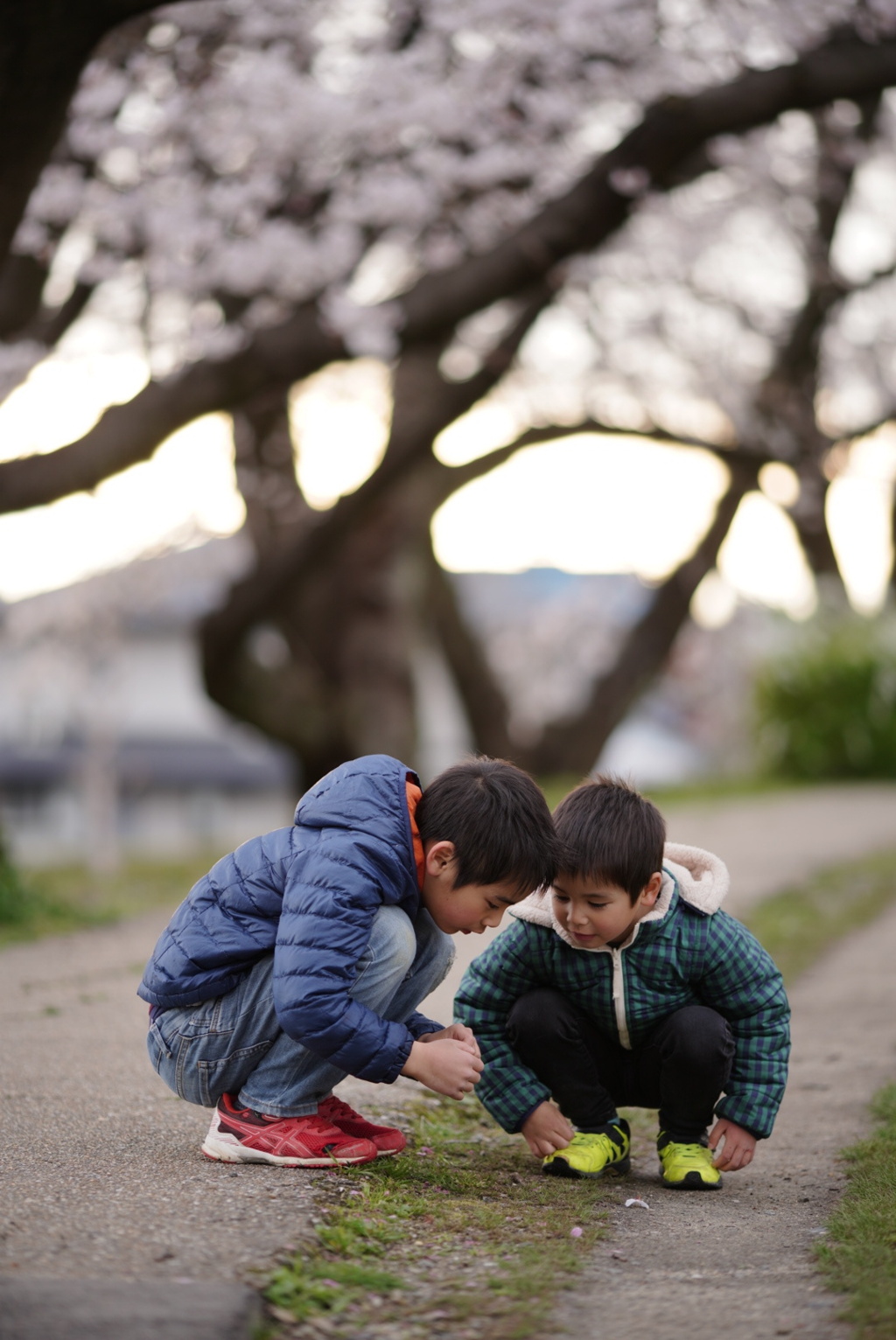 桜の花びら探し