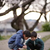 桜の花びら探し