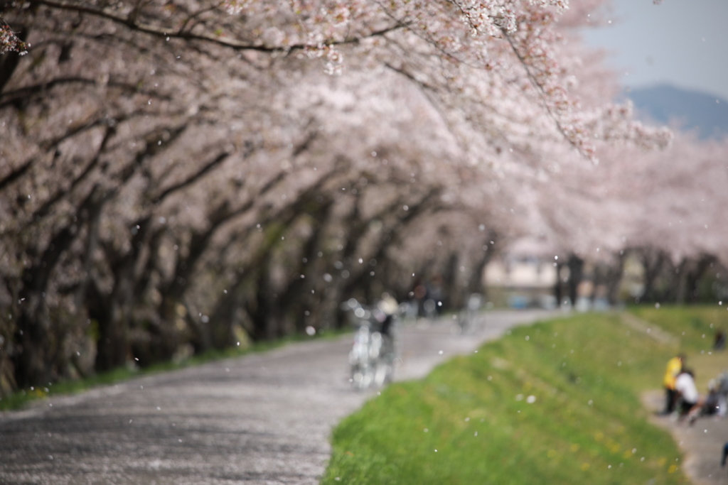 桜舞い散る