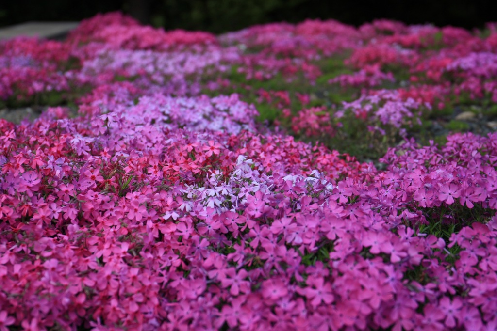 実家の芝桜2018(1)