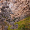 桜並木を散歩