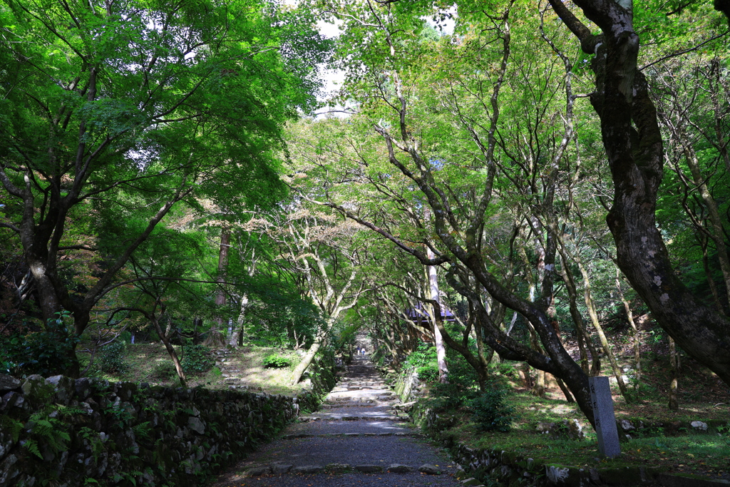 鷄足寺③