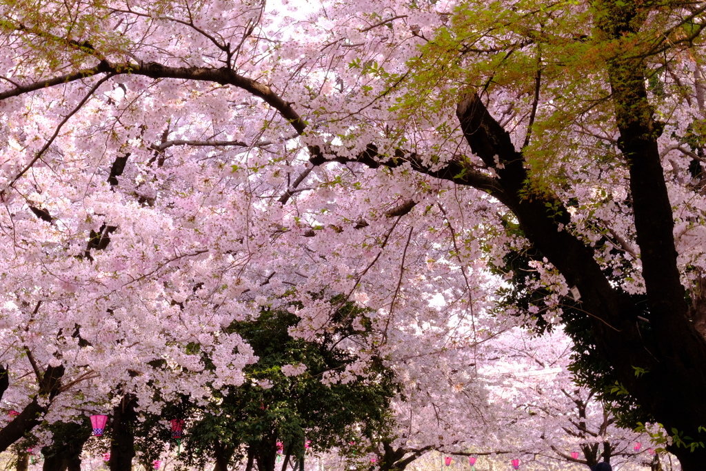 桜