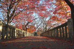 紅葉2024（高遠城址）