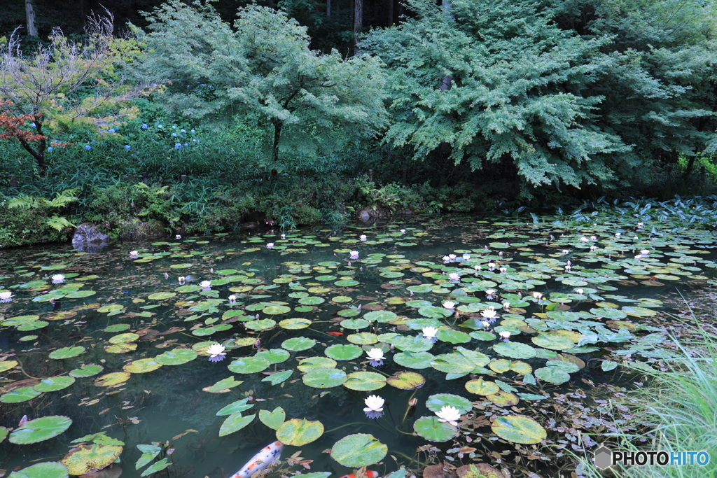 モネの池（2）
