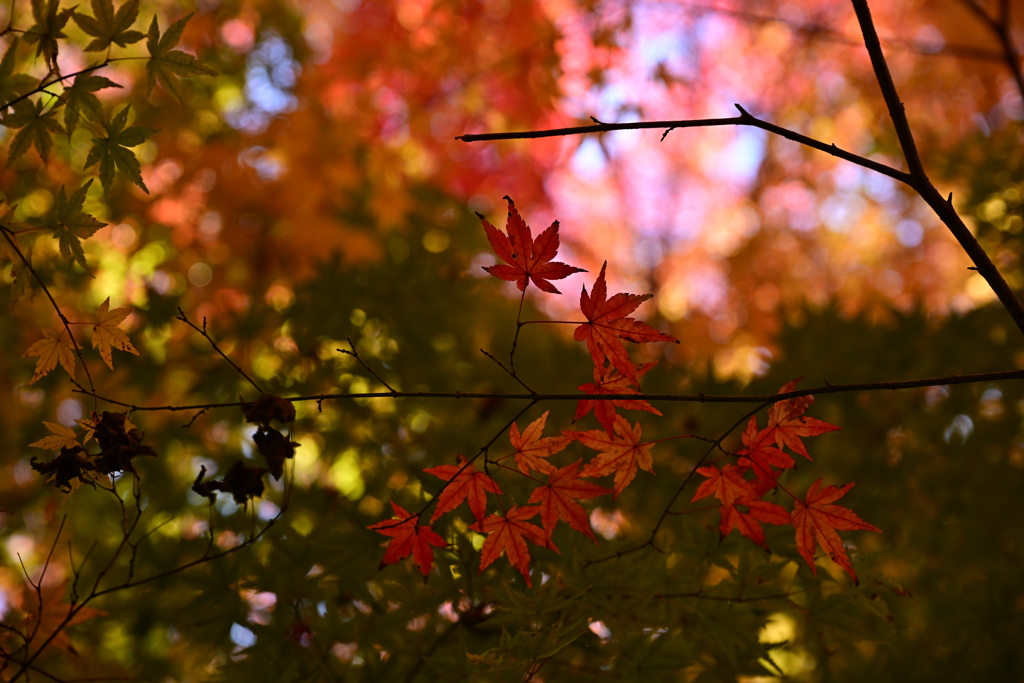 緑と紅のグラデーション②